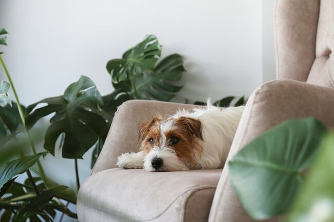 Foto del edificio - Tanager