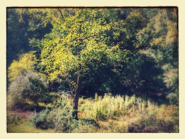 Building Photo - Economical twin home with great natural light, fresh paint, yard, creek