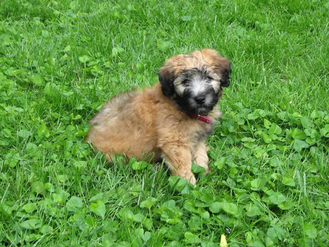 Falcon Woods Apartments Apartments Holland, MI