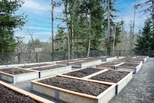 Garden Plots - Manor Way