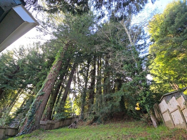 Building Photo - 3BD Sunny Brae home nestled in the Redwoods!