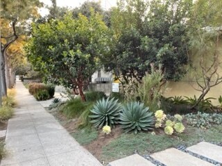 front yard - 835 Pacific St