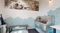 This thoughtfully designed pet spa offers a clean, functional, and visually appealing environment for pet grooming and bathing. The space is finished with a cohesive palette of soft aqua hexagonal wall tiles and coordinating starburst-patterned floor tiles, creating a bright and welcoming atmosphere throughout.

At the heart of the washing area, stainless steel elevated tub stations are equipped with attached sprayer hoses, providing a practical and hygienic setup for bathing pets of various sizes. Anti-fatigue rubber mats are placed in front of the tubs for added safety and comfort. A central island with a white countertop, built-in sink, and slate-blue cabinetry serves as a prep and supply station, conveniently positioned between the wash stations.

The grooming area features height-adjustable grooming tables and wall-mounted professional dryers, positioned beneath large windows that allow ample natural light and offer views of the surrounding greenery. Apron hooks and a waste bin are thoughtfully integrated into the space for ease of use.

A large-format black-and-white photographic mural of a dog being bathed anchors the main wall, adding personality and charm. A glass-panel entry door with black framing provides direct exterior access, enhancing the flow of the space. Posted spa rules ensure a safe and organized environment for all visitors.