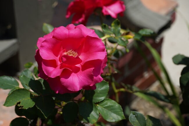 Building Photo - 3729 Boyce Ave