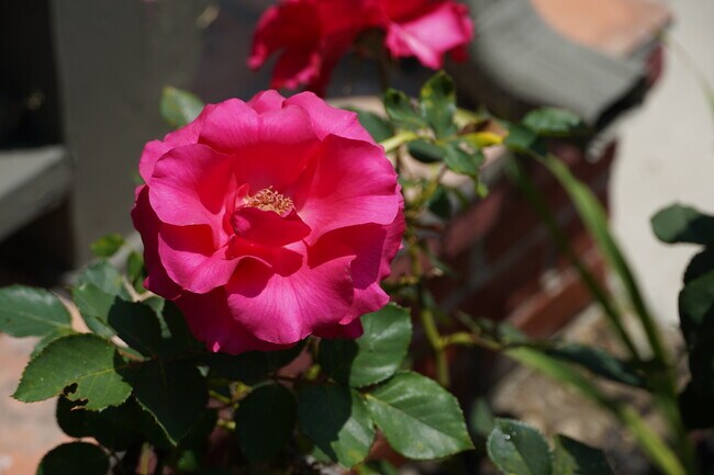 Foto del edificio - 3729 Boyce Ave