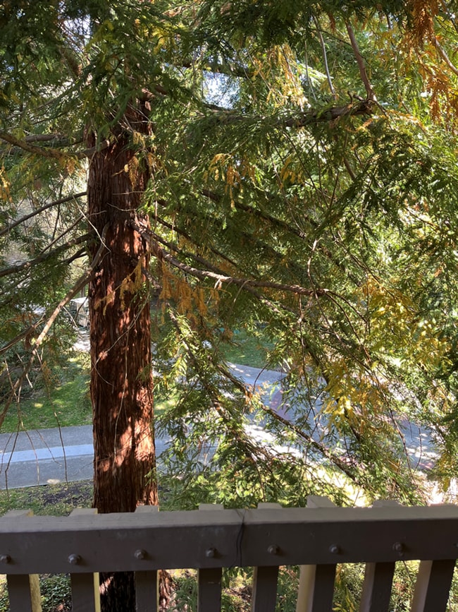 Building Photo - Studio at Shelter Creek