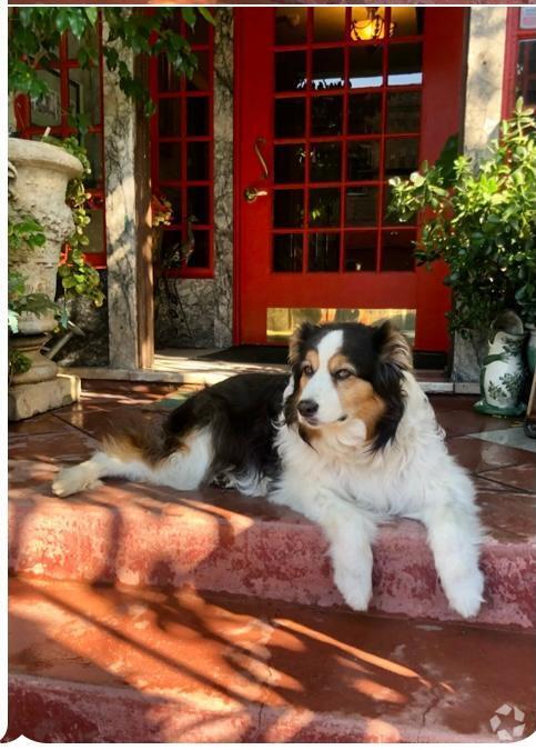 Front porch -We Love animals - The Lindsay Furnished Apartments