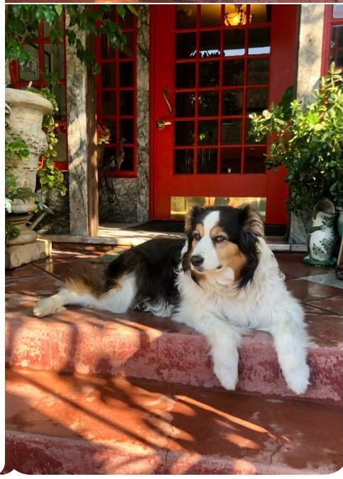 Porche delantero -Nos encantan los animales - The Lindsay Furnished Apartments