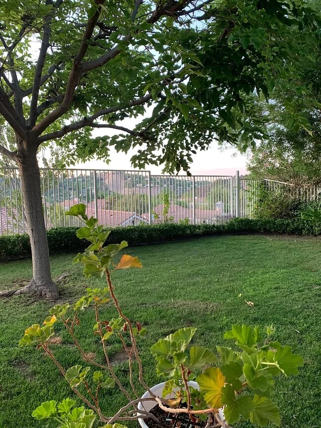 Backyard - 24609 Calle Ardilla
