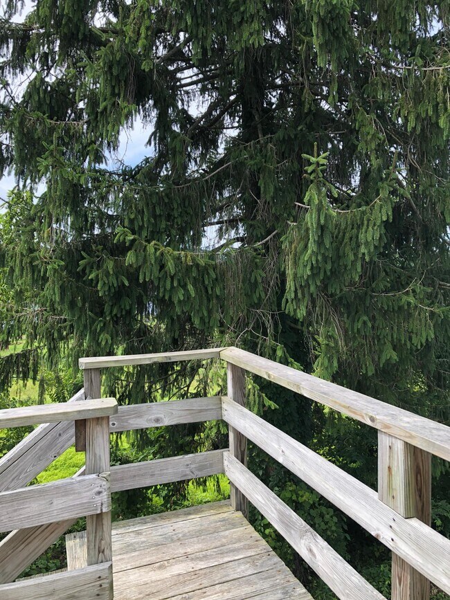 View from deck - 115 W Kline Rd