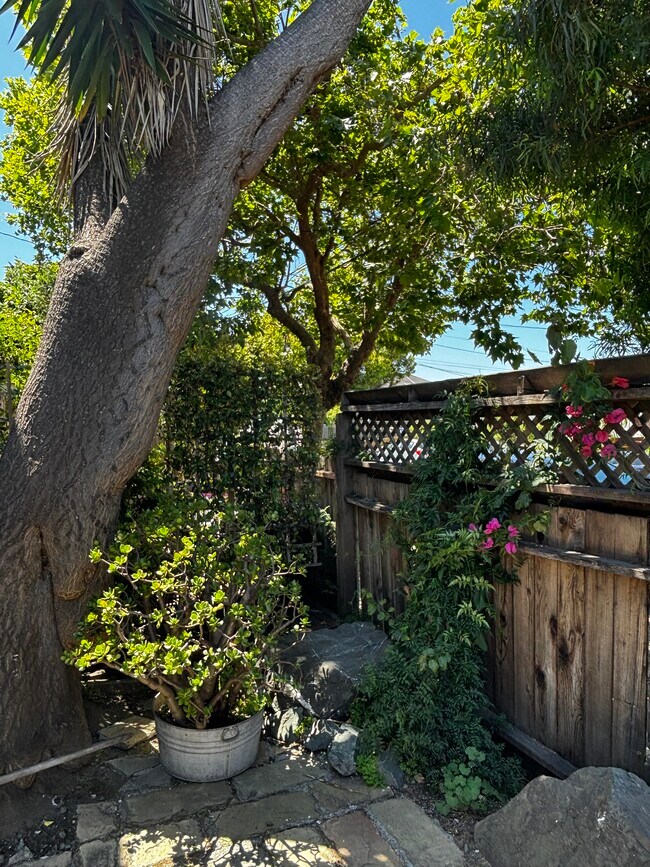 Jardín delantero - 2411 8th St