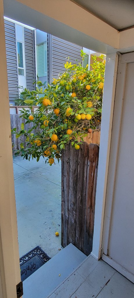 just add lemon - 8886 Carson St