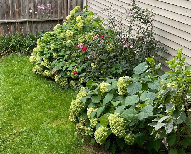 Patio trasero compartido con paisajes - No Apartments Available - 358 Warren St