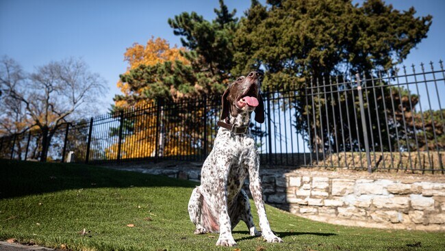Amigos peludos bienvenidos - Luxe at Union Hill