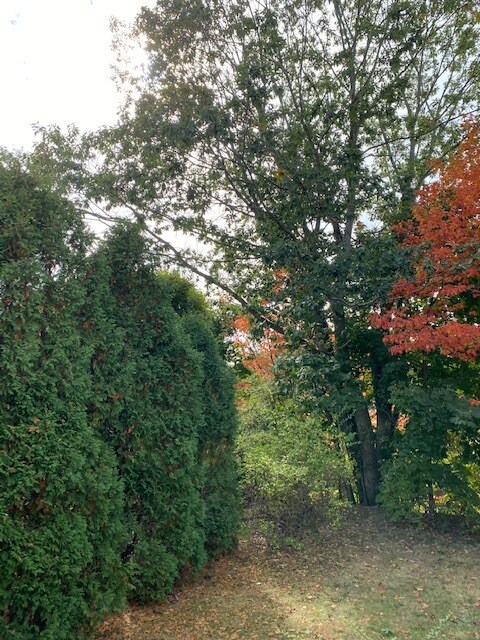 Back yard - 17 Kensington St