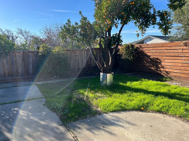 Backyard with mature Orange Tree - 2959 Valhalla Dr