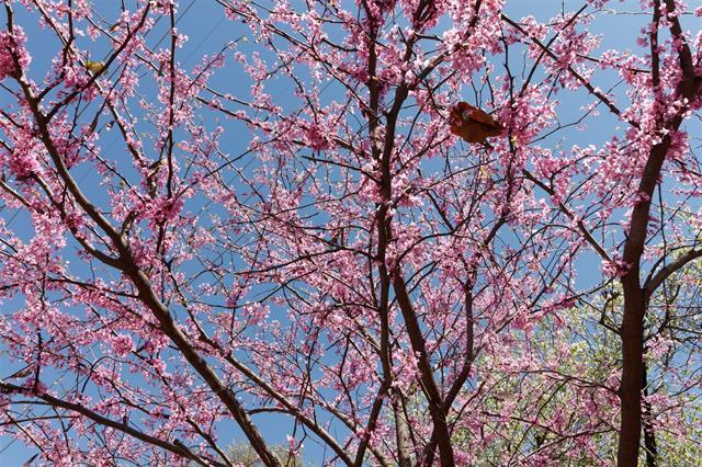 Foto del edificio - 4044 Buena Vista St