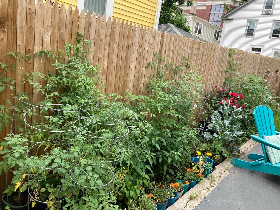 Back Garden - 12 Armenia St