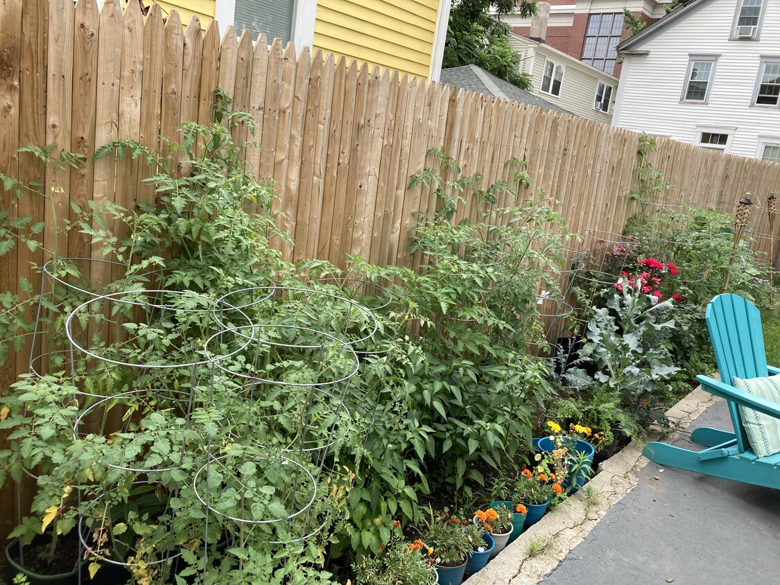 Back Garden - 12 Armenia St