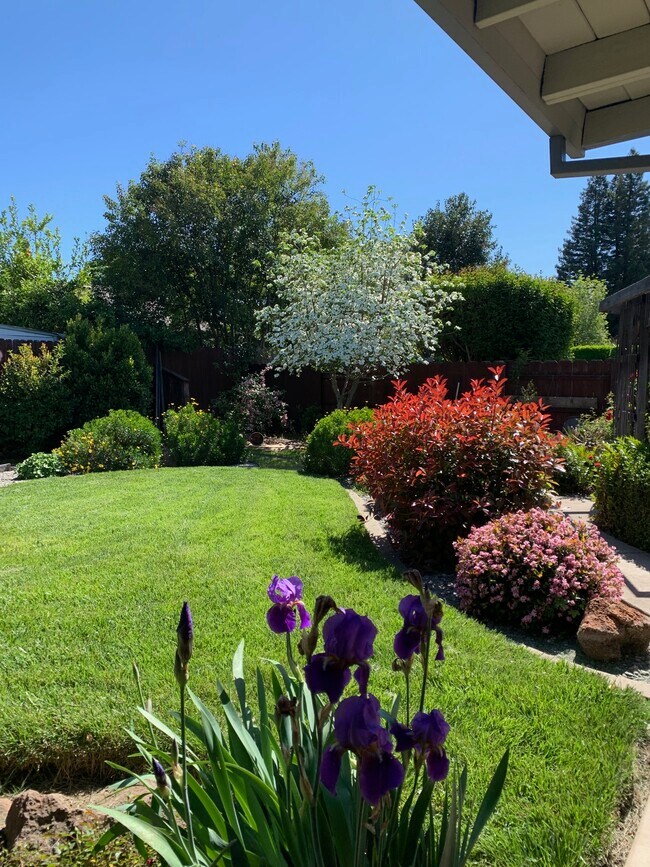 REAR YARD - 745 Silverado Estates Ct