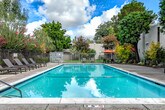 Located at 1901 Halford Ave in Santa Clara, California, this outdoor amenity space centers around a generously sized rectangular swimming pool with clear, blue-green water. The pool area is designed for both relaxation and recreation, featuring a wide aggregate concrete deck that surrounds the pool and provides ample space for sunbathing and socializing.

Multiple lounge chairs are arranged along the poolside, offering comfortable spots to unwind under the open sky. A shaded dining area with an umbrella-covered table and chairs provides an inviting outdoor gathering space just beyond the pool's perimeter. The area is enclosed by a secure metal fence with a gated entry, ensuring privacy and safety.

The surrounding landscape is richly planted with a variety of mature trees, ornamental shrubs, and seasonal flowering plants in vibrant reds, greens, and yellows, creating a lush, park-like atmosphere. The multi-story residential building frames the backdrop, with balconies visible above, adding an architectural context to the outdoor space. Natural light floods the area throughout the day, and the canopy of mature trees provides welcome shade in select spots. The overall ambiance is tranquil and well-maintained, offering residents a resort-like outdoor retreat in the heart of Santa Clara.