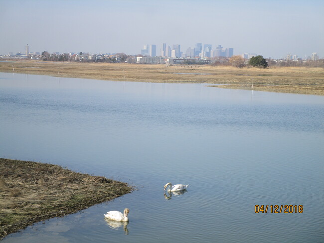 swans feeding by rear lawn, Boston skyline as backdrop - 103 Summer St