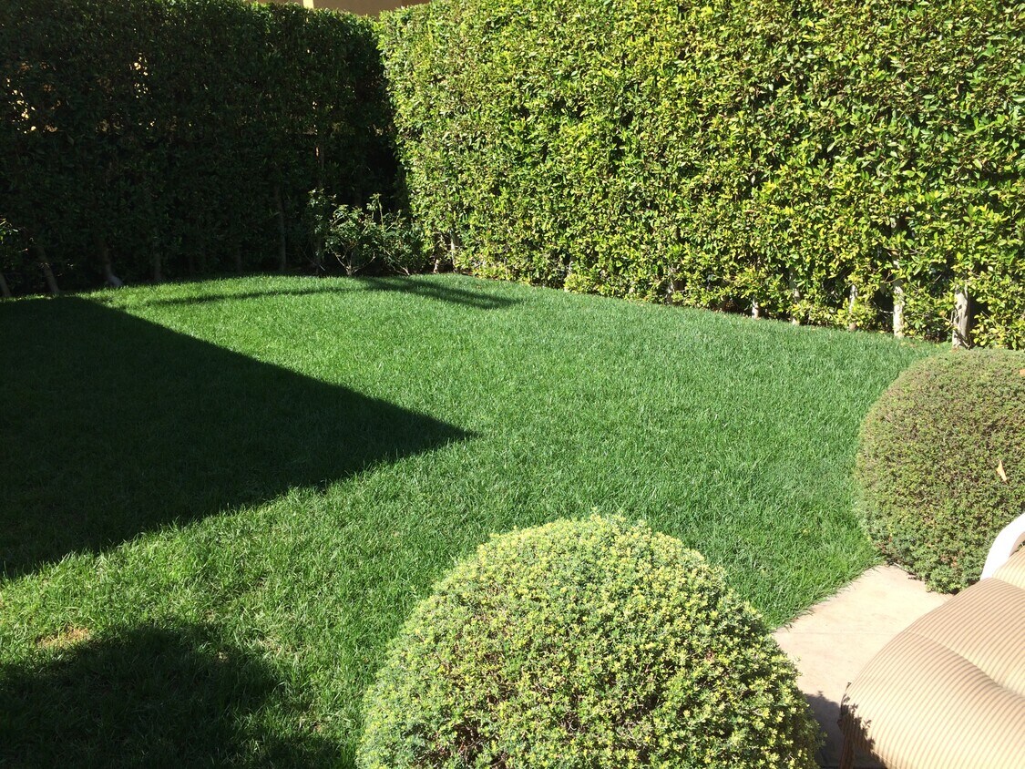 Rear Shared Grassy Yard - 177 S Orange Dr