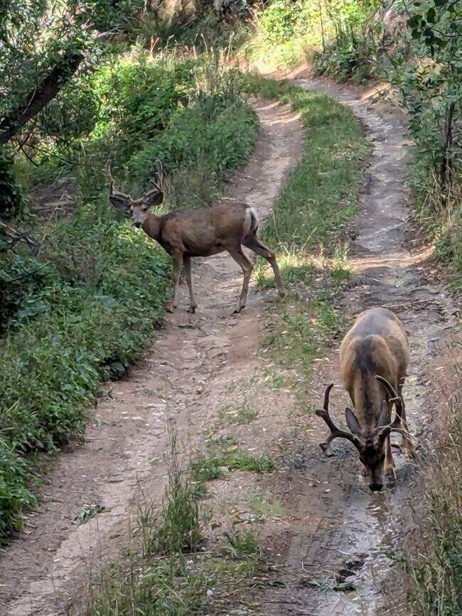 Foto del edificio - AUGUST 2026 PRELEASE - Beautiful 4Bd/4Ba Home in Fourmile Canyon