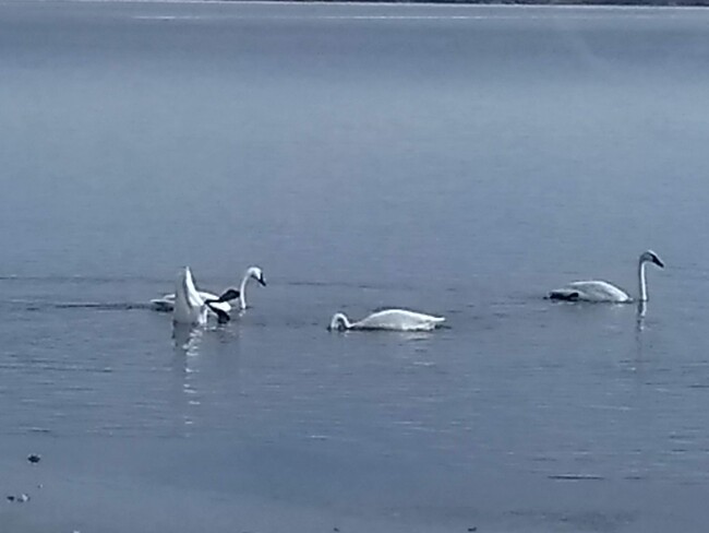 swans - 21253 Lake George Blvd