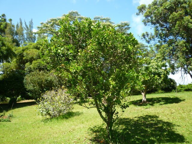 Foto del edificio - Lia Place (2695)