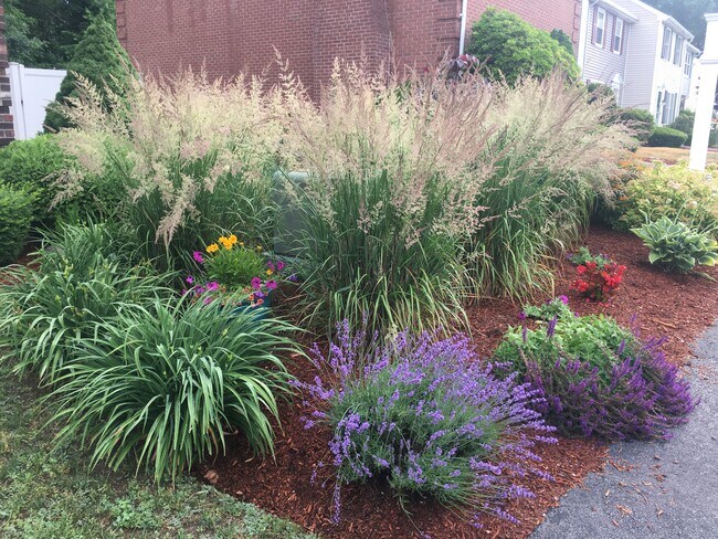 Gorgeous perennials - 13 Boylston Ln