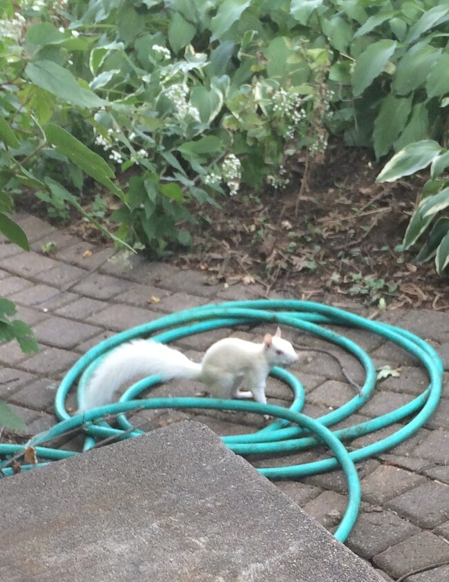 Casper, the squirrel - 2344 Como Ave