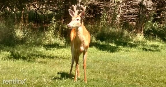 Picture this just outside your window - Cherry Hill Apartments