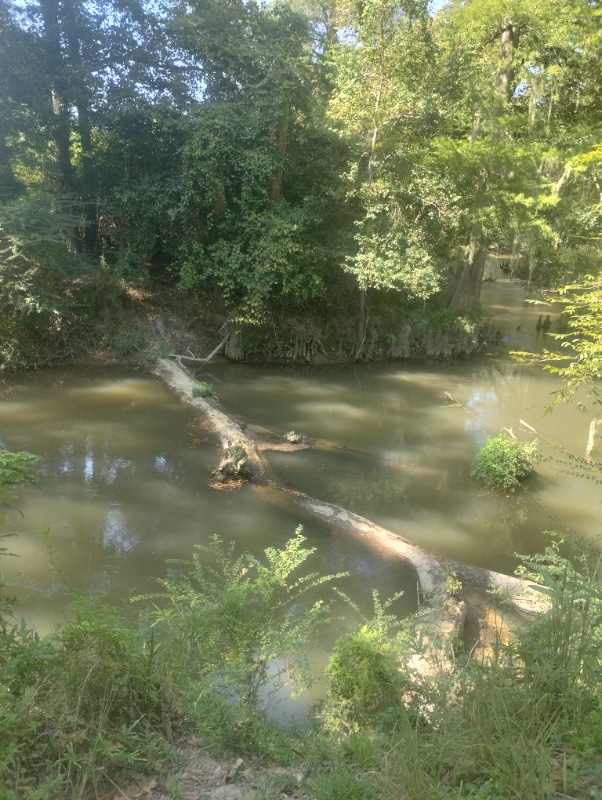 Building Photo - 357 Holly Ln