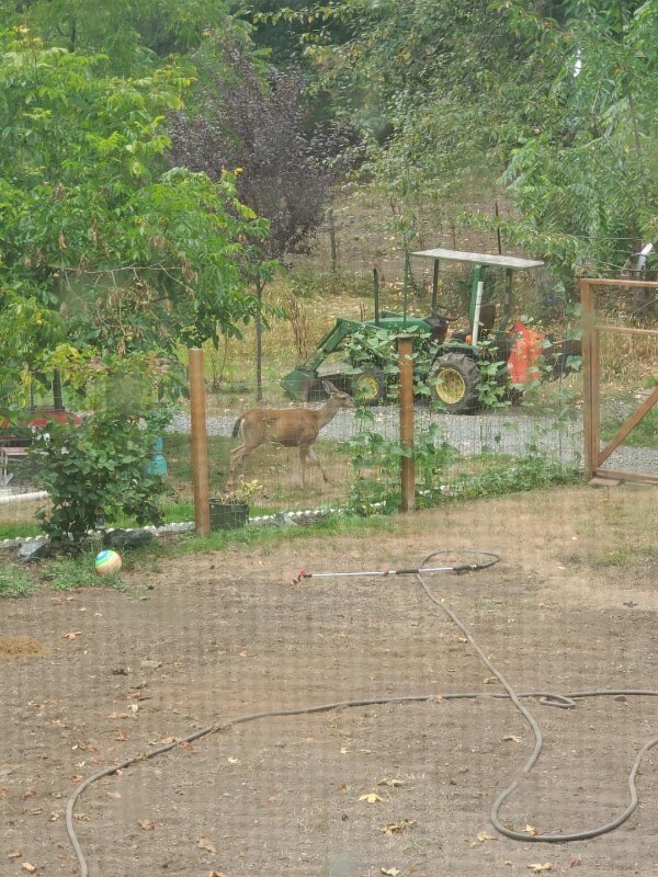 7415 Lakewood Rd, Stanwood, WA 98292 House Rental in Stanwood, WA