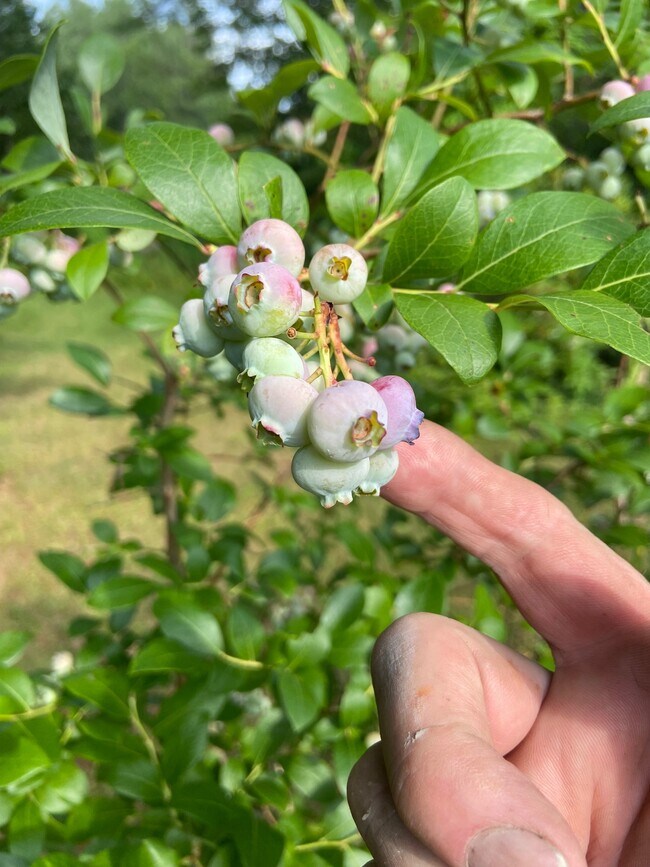 Arbustos y árboles frutales - 696 S Wardsboro Rd