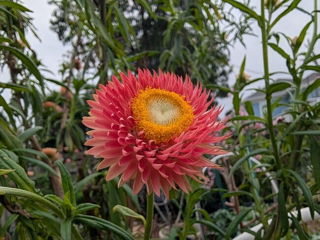 Foto del edificio - Charming remodeled lower unit with amazing yard and laundry