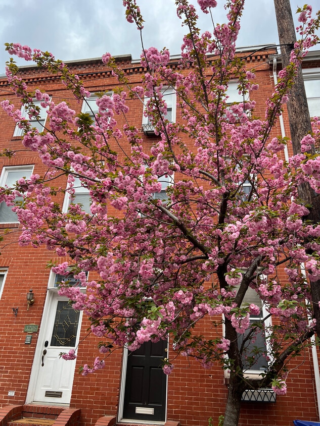 Primary Photo - 1206 William St