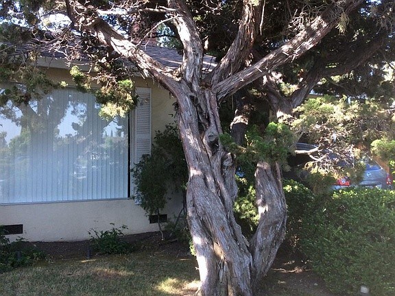 Building Photo - 1128 Lily Ave