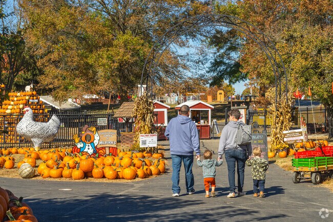 Pick pumpkins and enjoy apple cider doughnuts at Milburn Orchards near North East.