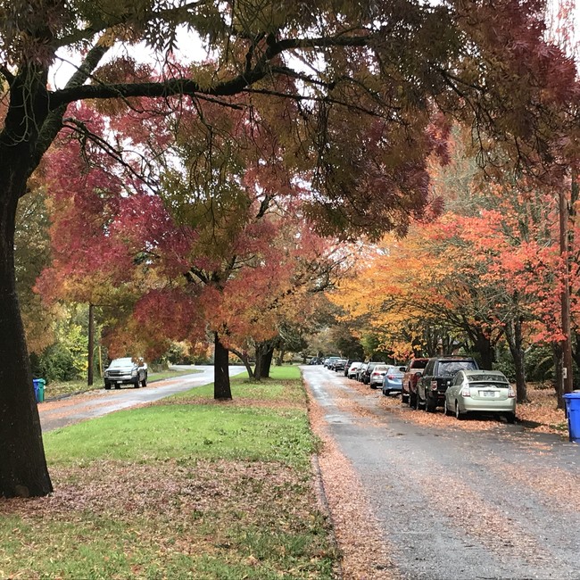 Tree-lined street - 3386 SE Waverleigh Blvd