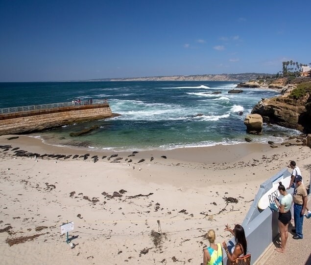 Children’s Pool Beach, originally designed for children, is now a favorite destination for seals