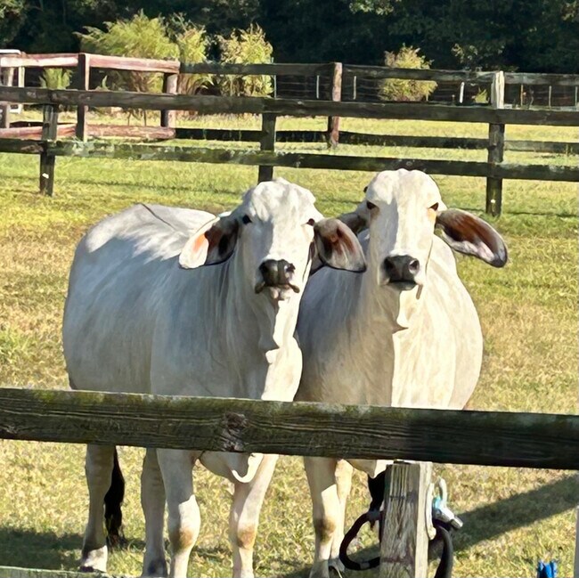 Foto del edificio - 373 T Johnson Rd