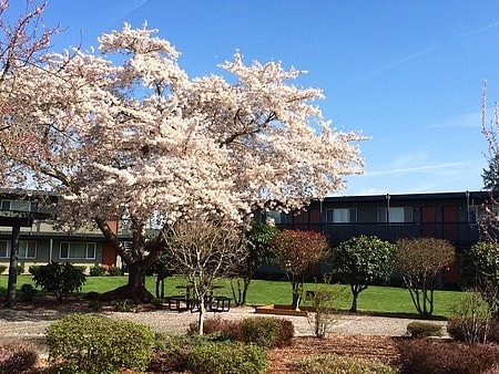 Fotografía del edificio - Sierra Meadows II