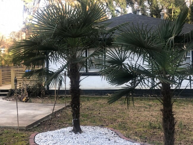 PALM TREES - 1594 Alder Ln SW
