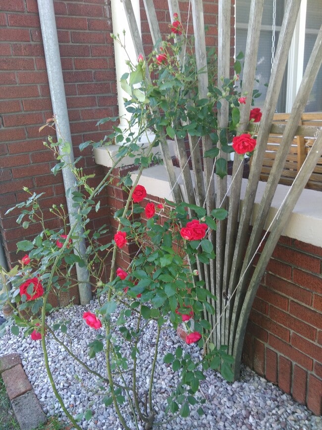 Landscaping - 900 Virginia Ave