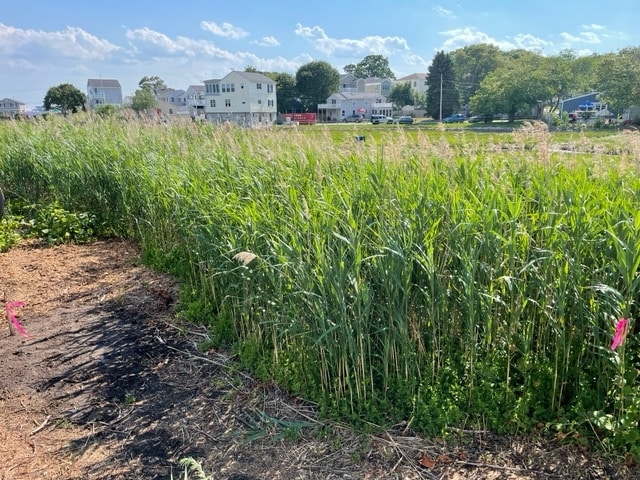 Rear View - 20 Gill St