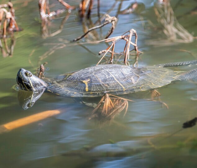 A red-eared slider turtle basking on a tree branch on Peanut Lake in Ernest E. Debs Regional Park