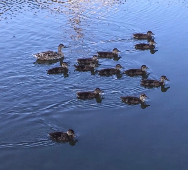 Building Photo - 2712 Strongs Dr