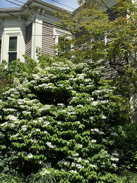 Foto del edificio - 19 Harvard Ave
